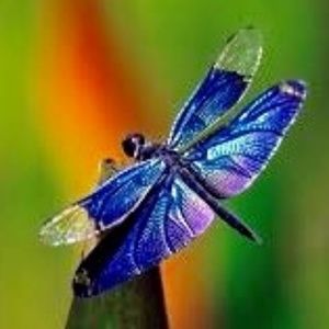 Meet your Posher, Jeanie